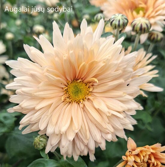 Chrizantema (Chrysanthemum) 'Apricot'
